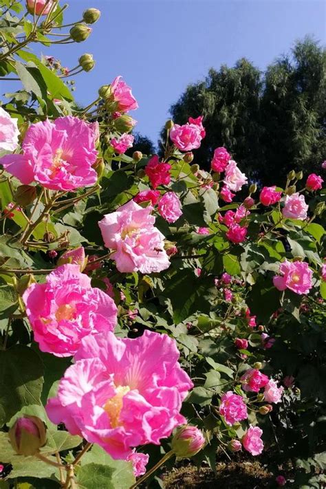 芙蓉會開花嗎|芙蓉花小知識！它幾月開花，開多少次，你知道嗎？